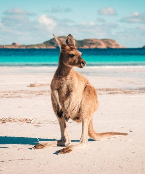 Young Kangaroo on the beach with blue ocean 