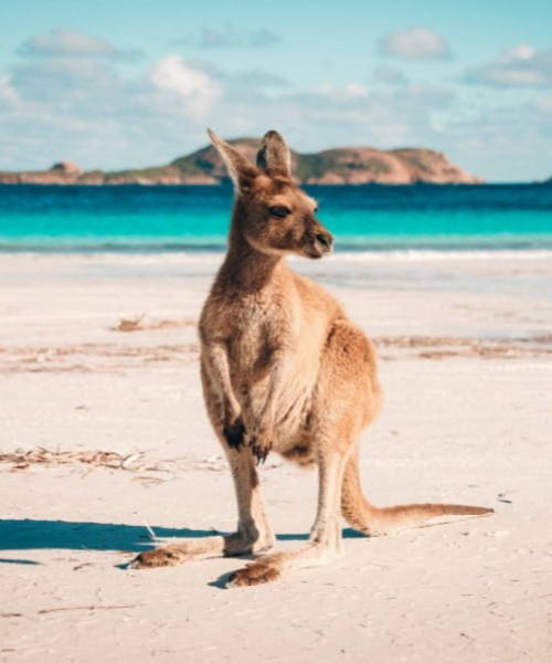 Small Kangaroo on the sunny beach with blue water and mountains in the back.
